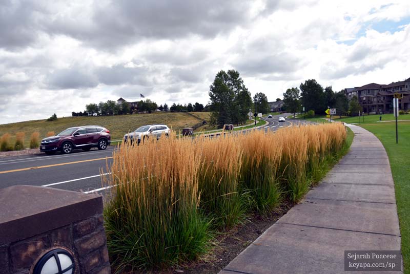 Calamagrostis x acutiflora 'Karl Foerster' in Aurora, Colorado.