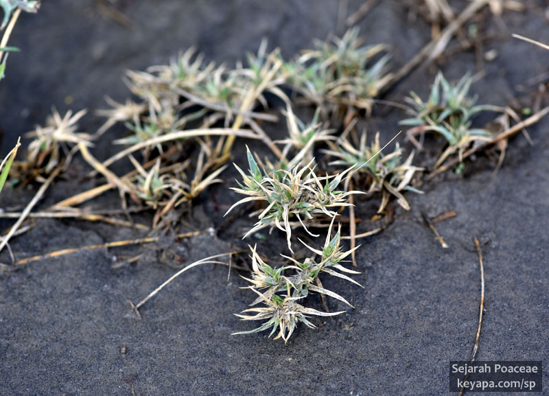 Munroa squarrosa in Plains Conservation Center, Aurora, CO