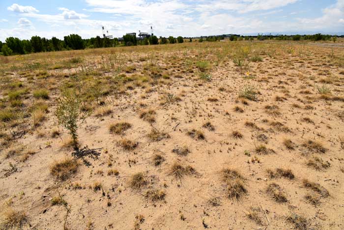 Habitat of Munroa squarrosa in Prairie Gateway Open Space, Commerce City, Denver, Colorado. 