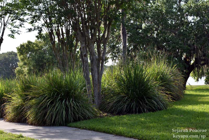 Tripsacum dactyloides in Kissemmee, Florida.
