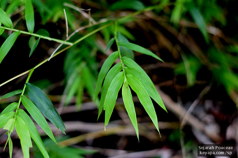 Lasiacis divaricata has elegant bamboo-like leaves. It is an attractive plant.