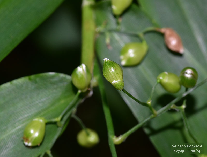 Lasiacis divaricata diaspores. Very Panicum-like.