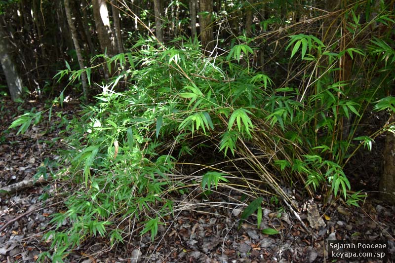 Lasiacis divaricata general habit. I thought it looked quite bamboo-like.