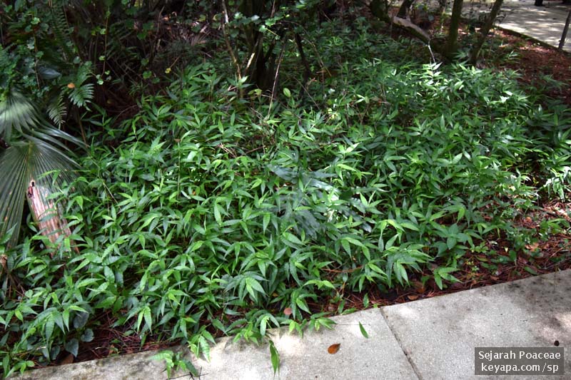 Ichnanthus pallens covers the side of the path.