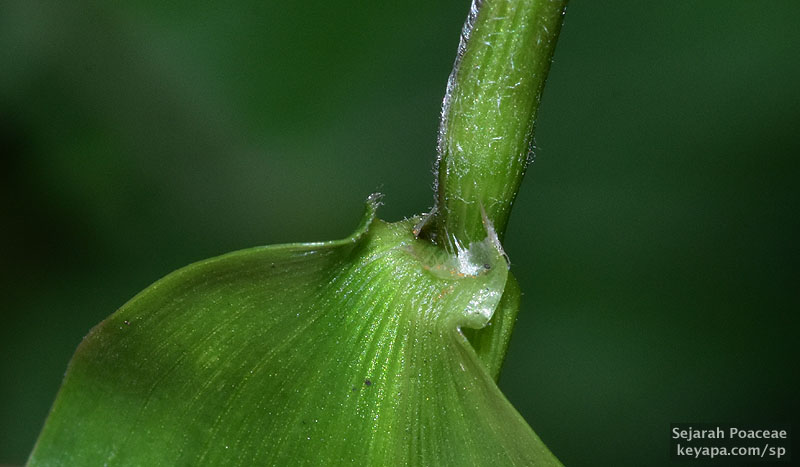 Ligule area of Ichnanthus pallens.