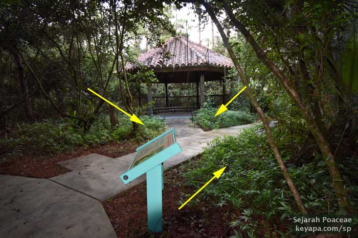 Location of Ichnanthus pallens near gazebo in park.