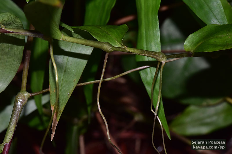 Adventitious roots of Ichnanthus pallens arise from the joints and allow it to crawl in the understory shade.