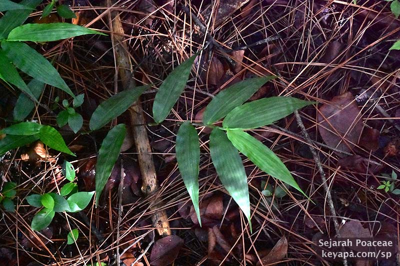 Ichnanthus pallens at the border of the cluster as it crawls its way slowly forward to colonize new ground.