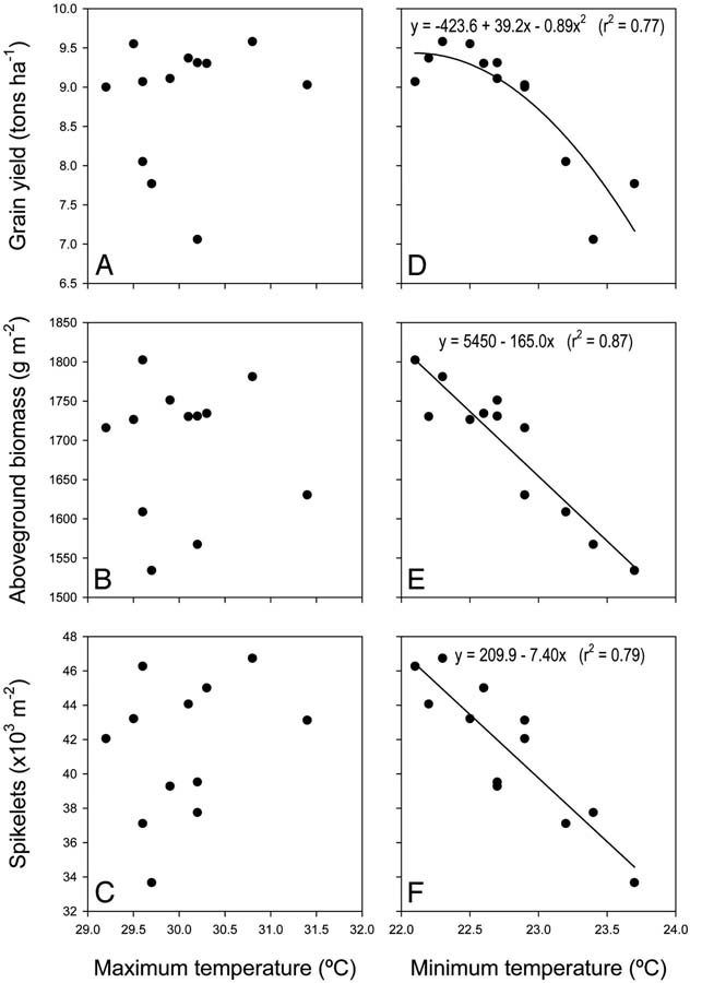 How spikelet number and biomass and rice yieled are affected by minimum night time temperatures. Grain yield in rice crops declined by 10% for each 1 degrees C increase in growing-season minimum temperature in the dry season.