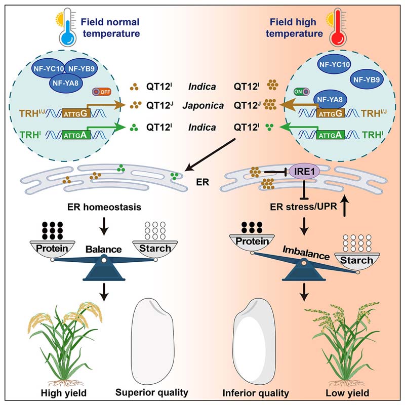 The product of the gene QT12 in rice interferes with the process that enables starch molecules to be packed tightly into the endosperm of the grains even at higher temperatures. From Li et al (2025).