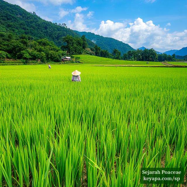 Rice field with farmers.
