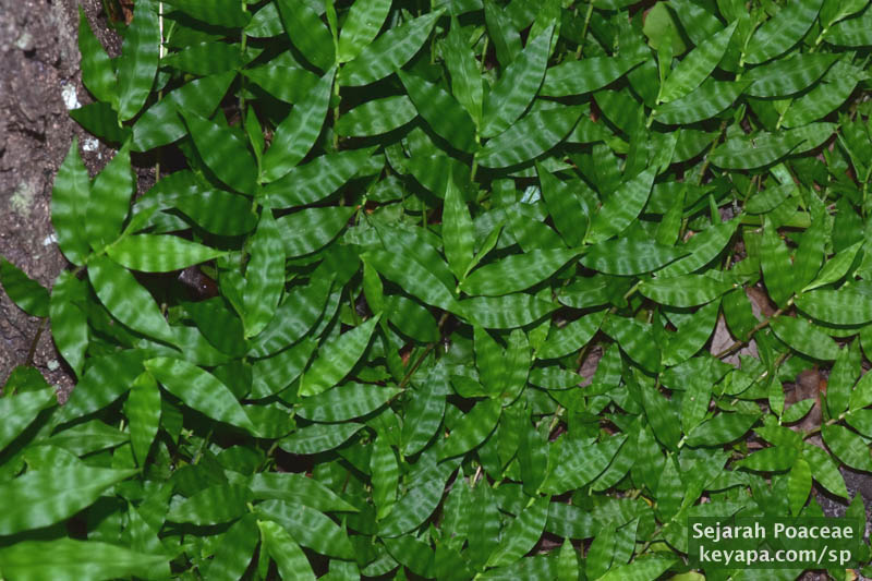 As the Season Turns: Oplismenus burmanni