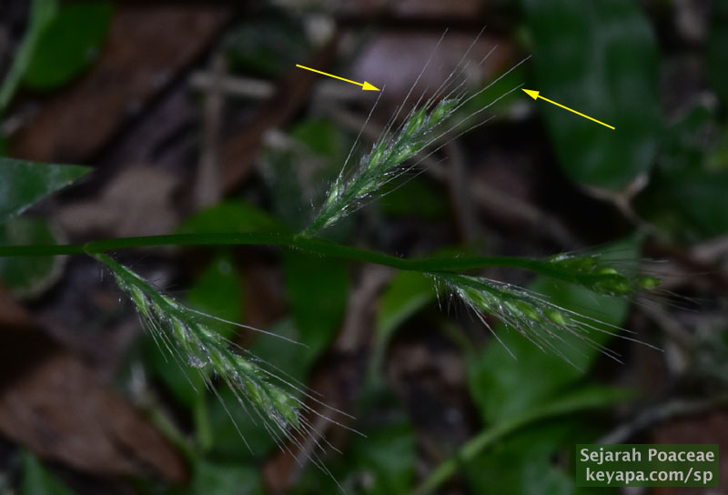Maturing inflorescence of Oplismenus burmannii in Orlando, FL. Yellow arrows point to awns.