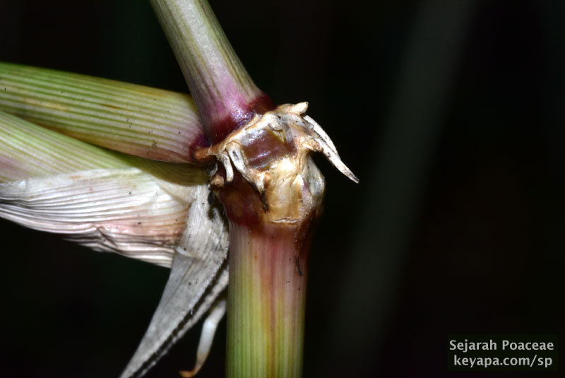 Scrambling towards vinehood