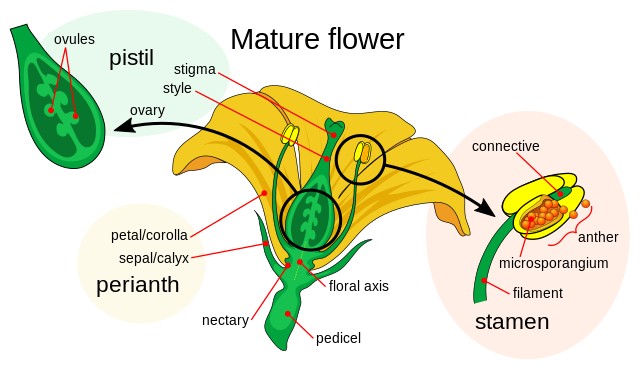 Parts of flower. From Wikipedia, Mariana Ruiz, LadyofHats.