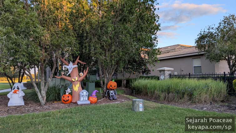 Cluster of wildtype Imperata cylindrica (cogon grass) as an accidental ornamental?