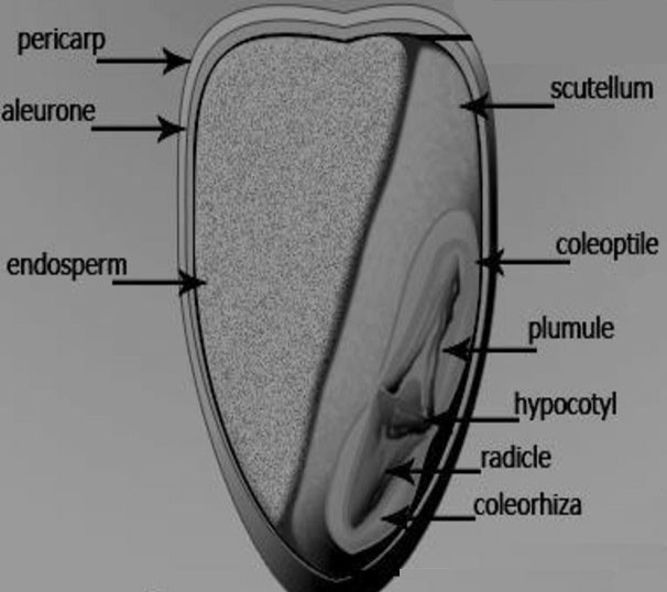 Diagram of grass caryopsis showing embryo. From Swana et al, 2020.
