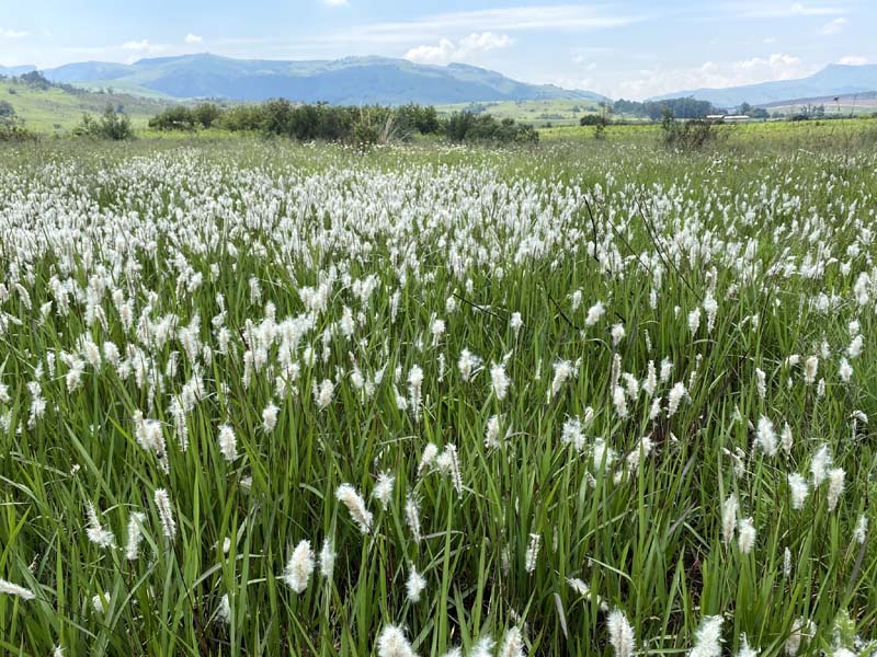 Admiration for an invasive plant