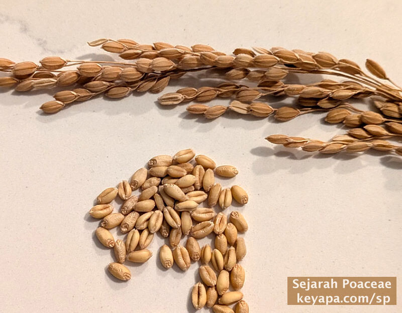 Defining Grasses: The Remarkable and Unique Caryopsis and Embryo of Grasses