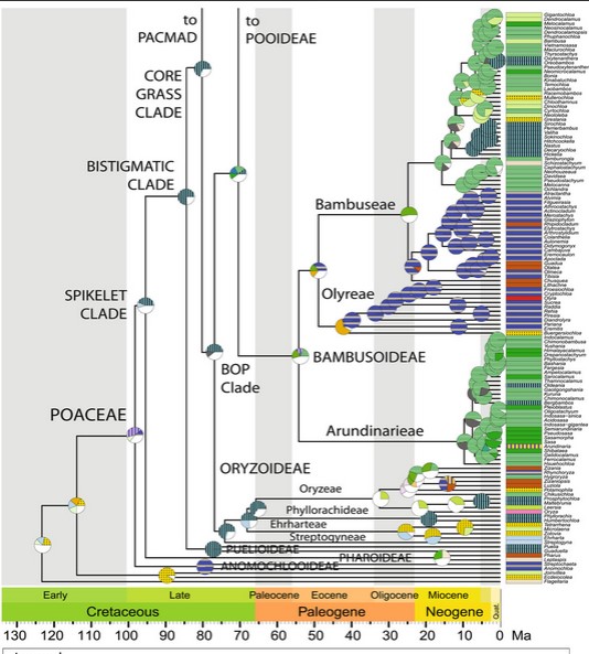 Phylogeny of the Poaceae. Stem and crown ages noted as the second and third globes from the left. From Gallaher et al, 2022.