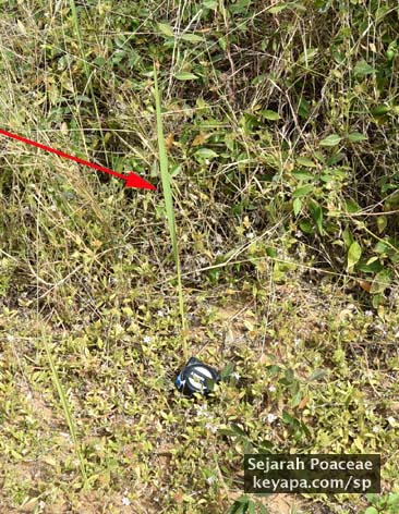 Farthest Imperata cylindrica (cogon grass) ramet. Note tape measure for scale.