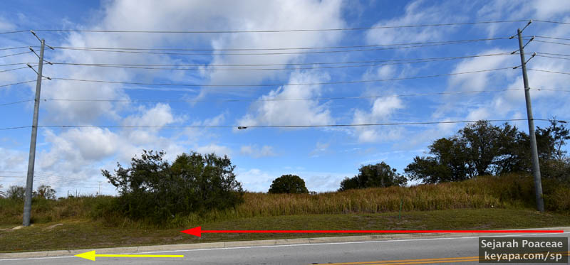 Yellow denotes the progress made by the Imperata cylindrica (cogon grass) cluster since December 2024.