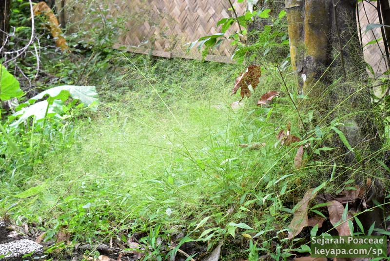 Panicum sp with gorgeous cloudy inflorescence in El Nido, Palawan, Philippines.