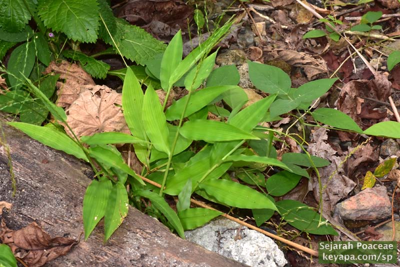 Centotheca lappacea in El Nido, Palawan, Philippines.