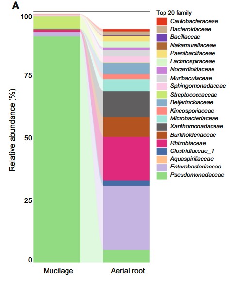 Bacteria in aerial root mucilage of inbred maize/corn line. 