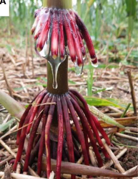 he aerial roots and mucilage of maize inbred line HN5-724 in summer of 2021 at Zhengzhou in China.