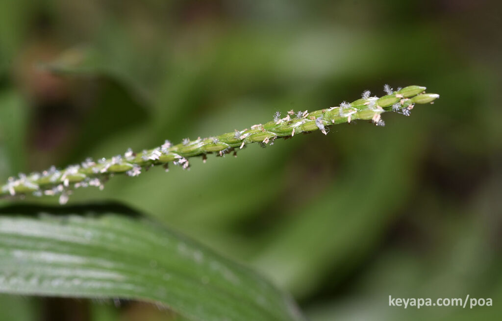Inflorescence of Axonopus compressus in Philippines.