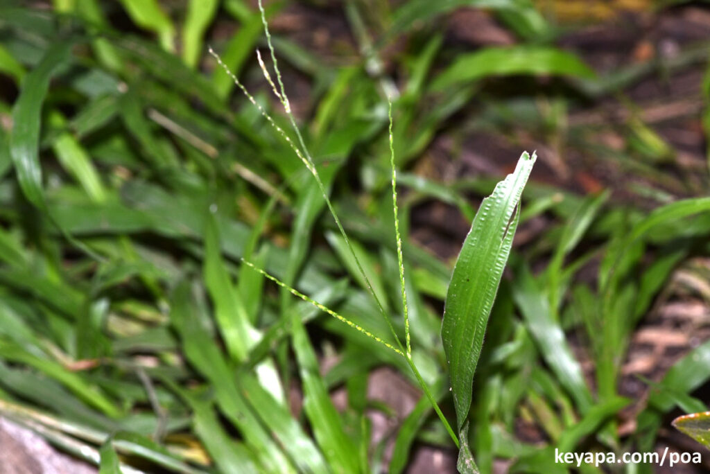 Inflorescence of Axonopus compressus in Philippines.