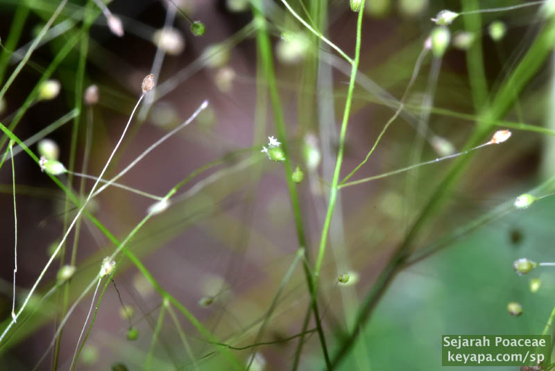 Spikelets of Panicum sp with gorgeous cloudy inflorescence in El Nido, Palawan, Philippines.