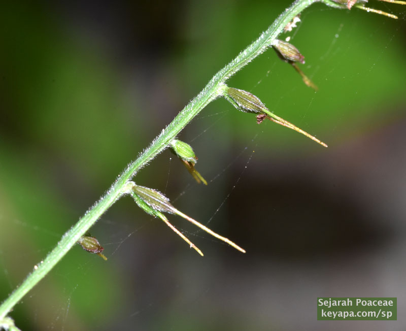 Spikelets of Oplismenus compositus (?) in El Nido, Palawan, Philippines.