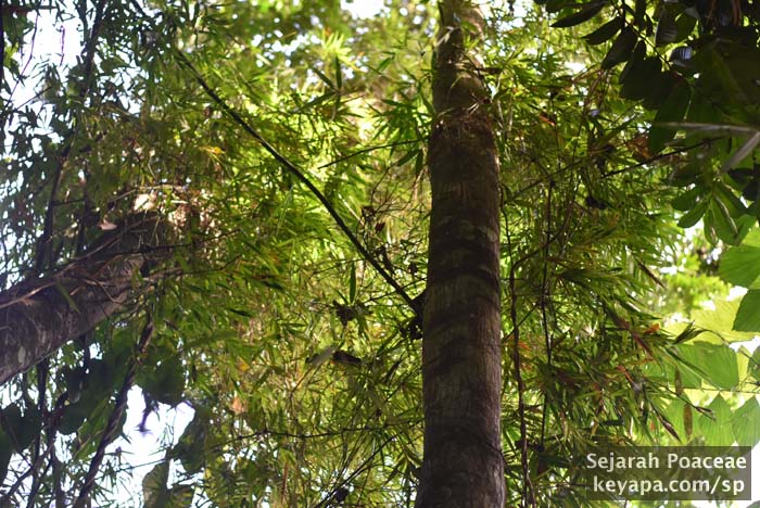 Bamboo leaves high up in the canopy, from bamboo seen at the Makiling Botanical Garden in Los Banos, Laguna, Philippines.