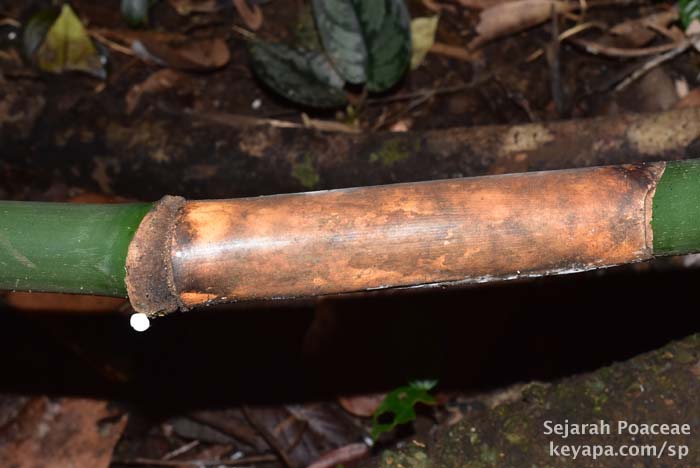 Close up of node of bamboo seen at the Makiling Botanical Garden in Los Banos, Laguna, Philippines.