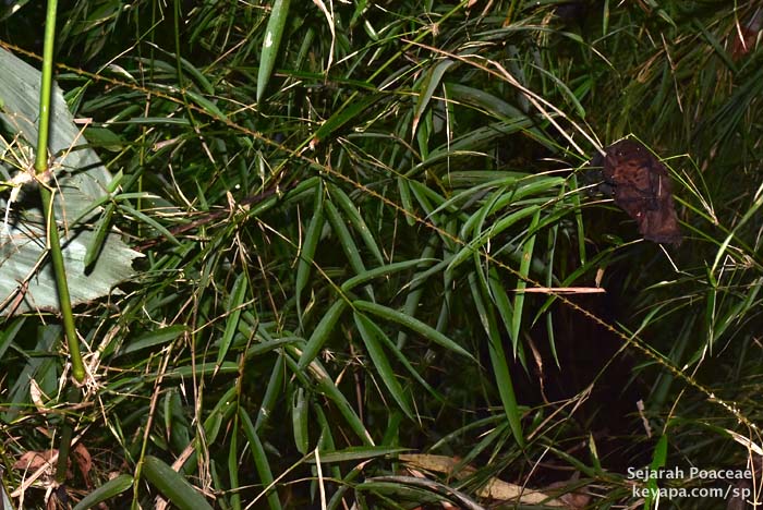 Bamboo leaves from bamboo seen at the Makiling Botanical Garden in Los Banos, Laguna, Philippines.