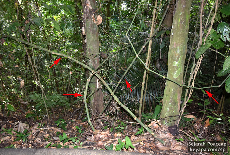 Culms loop and twirl in the undergrowth. Note the spiral loop of the culm to the right.