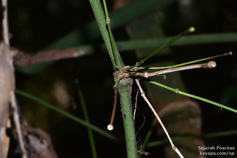 Node with branching of bamboo seen at the Makiling Botanical Garden in Los Banos, Laguna, Philippines.
