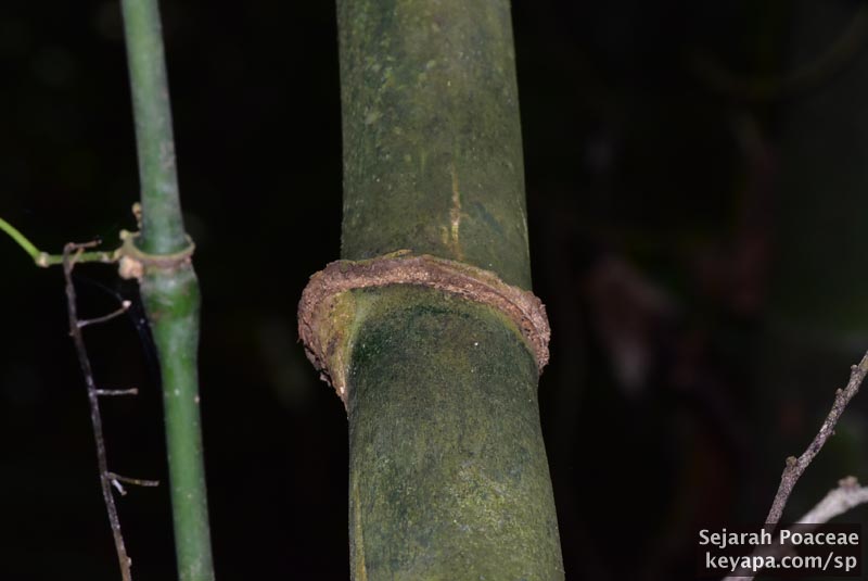 Another close up of a node of bamboo seen at the Makiling Botanical Garden in Los Banos, Laguna, Philippines.