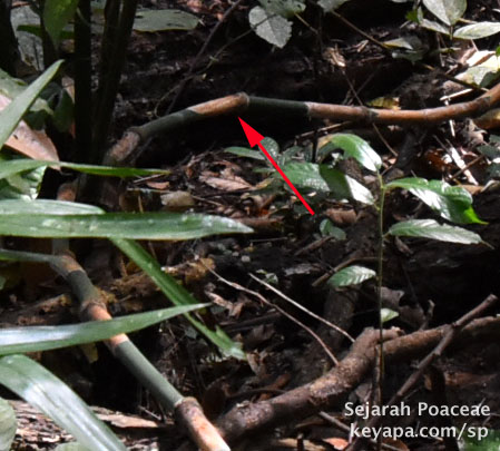 As the culm aged, the whitish internode turned brown it seems. Close up of larger pic.