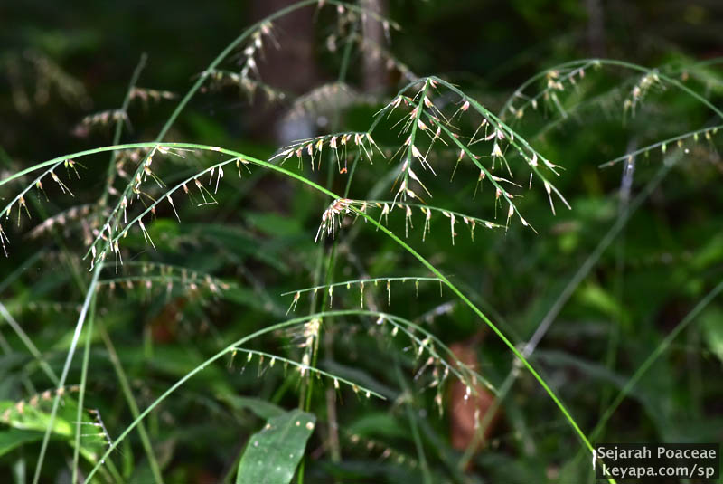 Inflorescence of Oplismeus sp at the Makiling Botanical Garden in Los Banos, Laguna, Philippines. 