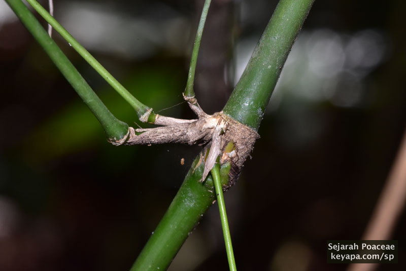 Node with branching of bamboo seen at the Makiling Botanical Garden in Los Banos, Laguna, Philippines.