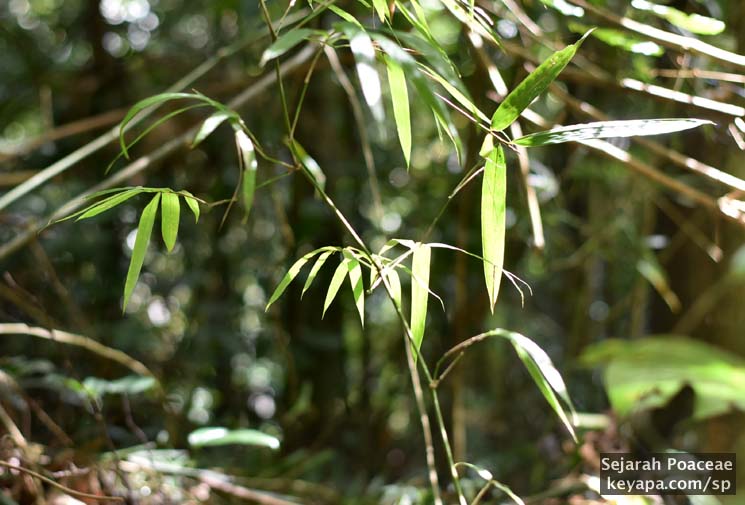 Leaves of climbing bamboo at the Makiling Botanical Garden in Los Banos, Laguna, Philippines.