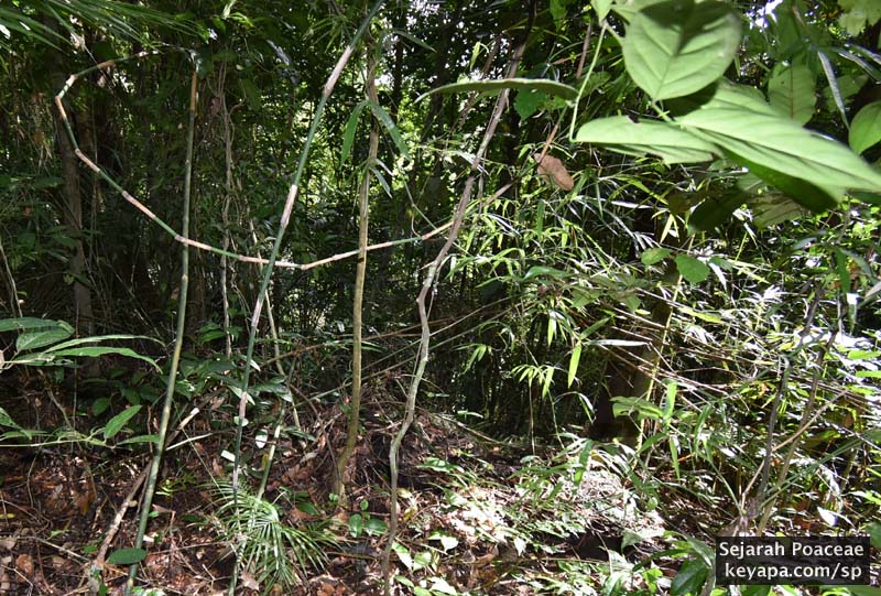 Bicolored culms loop and whirl as they encounter daylight, then spread beautiful leaves to catch the sunlight.
