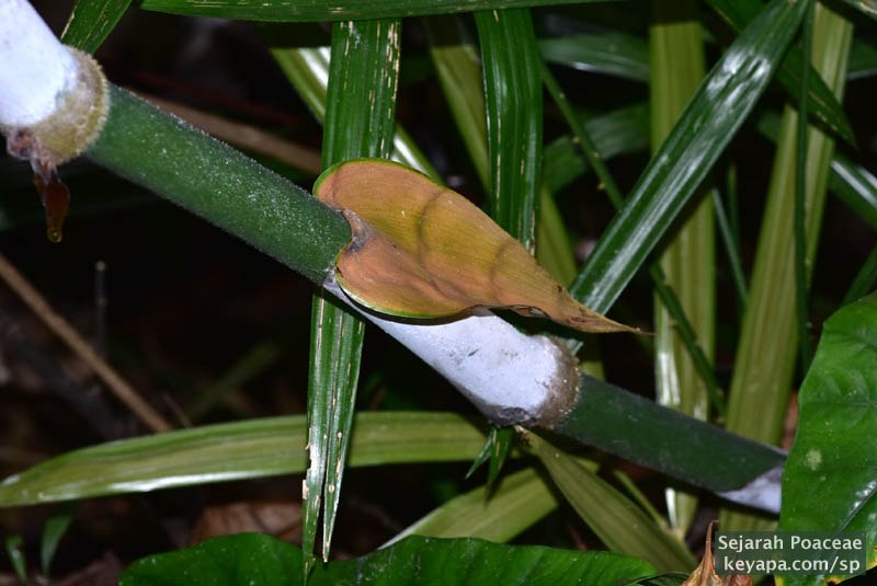  Cyrtochloa sp at the Makiling Botanical Garden in Los Banos, Laguna, Philippines. The sheath went from green to brown then fell off as the culm matured.