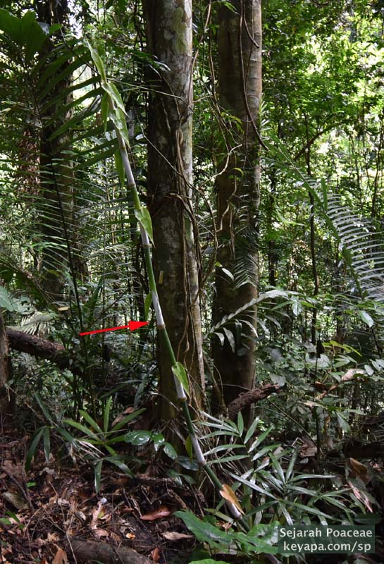 Cyrtochloa sp at the Makiling Botanical Garden in Los Banos, Laguna, Philippines.