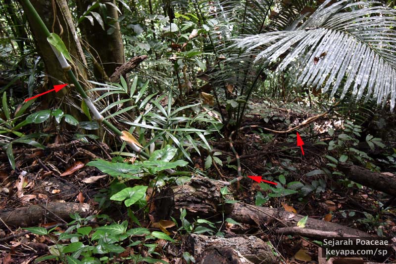 Cyrtochloa sp at the Makiling Botanical Garden in Los Banos, Laguna, Philippines.The culm had wound its way along the ground until it had found daylight.