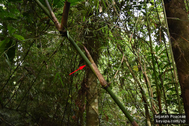 New branch emerges from sheath of an older culm at the Makiling Botanical Garden in Los Banos, Laguna, Philippines.
