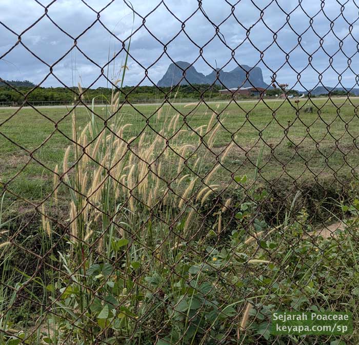 Cenchrus setosus behind fenced in airfield at airport in El Nido, Palawan.